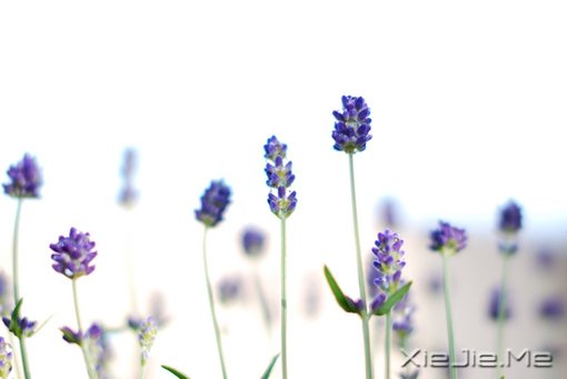 12697135268506ɫWhiteɫ޹²ݡflowerlavender䡢졢ʢ